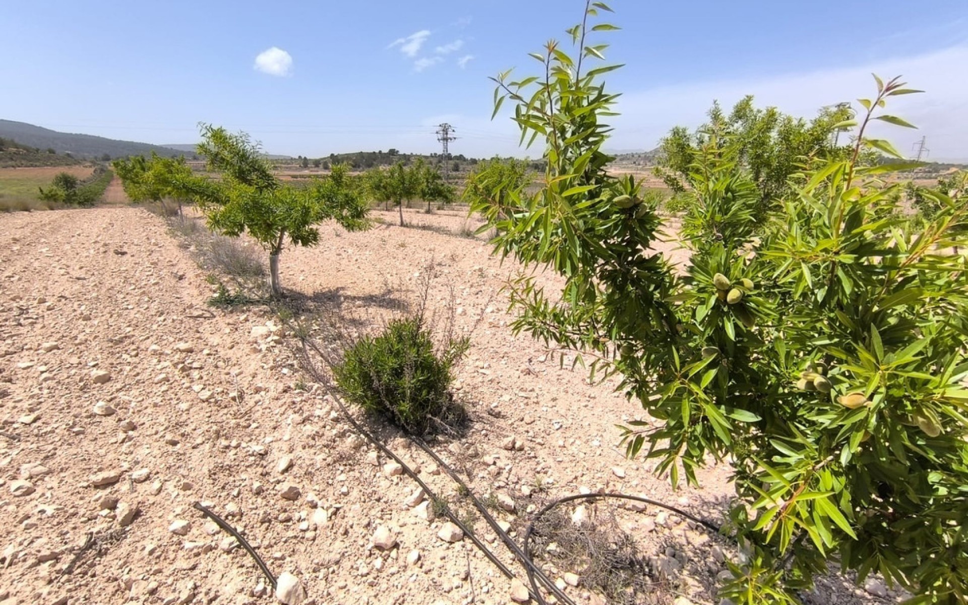 A Vendre - Terre - Monóvar - Monòver - Monóvar - Monòver Centro