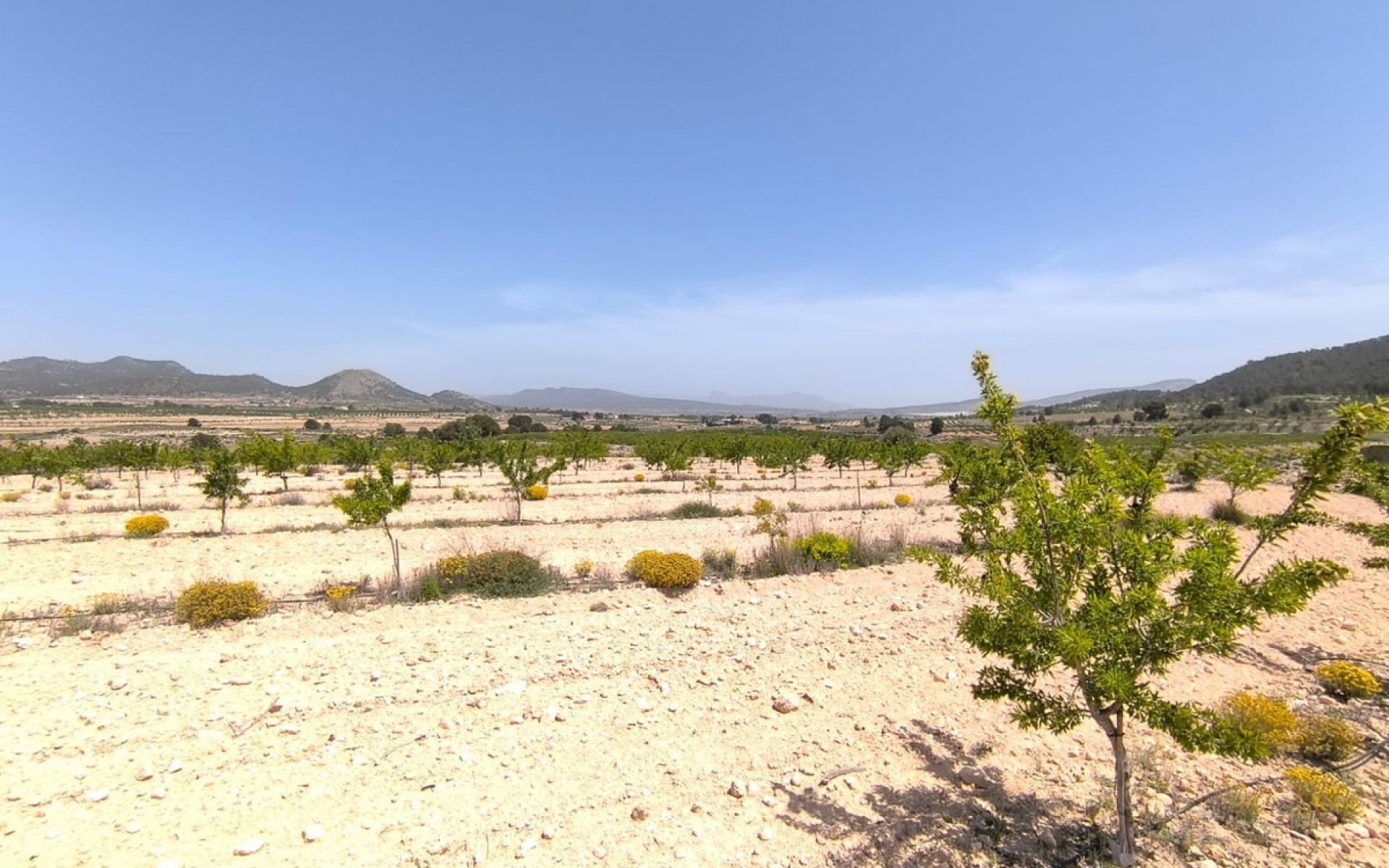 A Vendre - Terre - Monóvar - Monòver - Monóvar - Monòver Centro