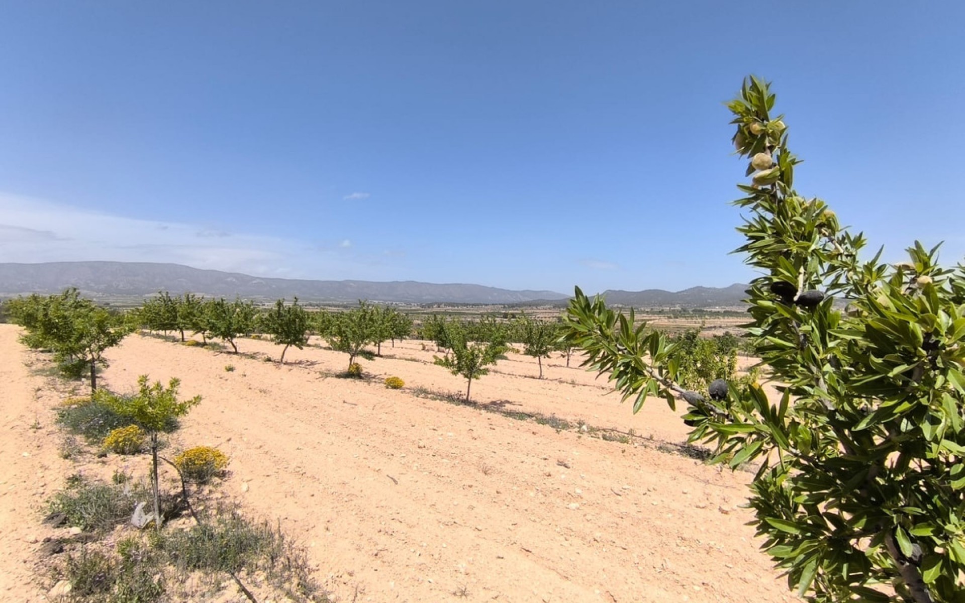 A Vendre - Terre - Monóvar - Monòver - Monóvar - Monòver Centro