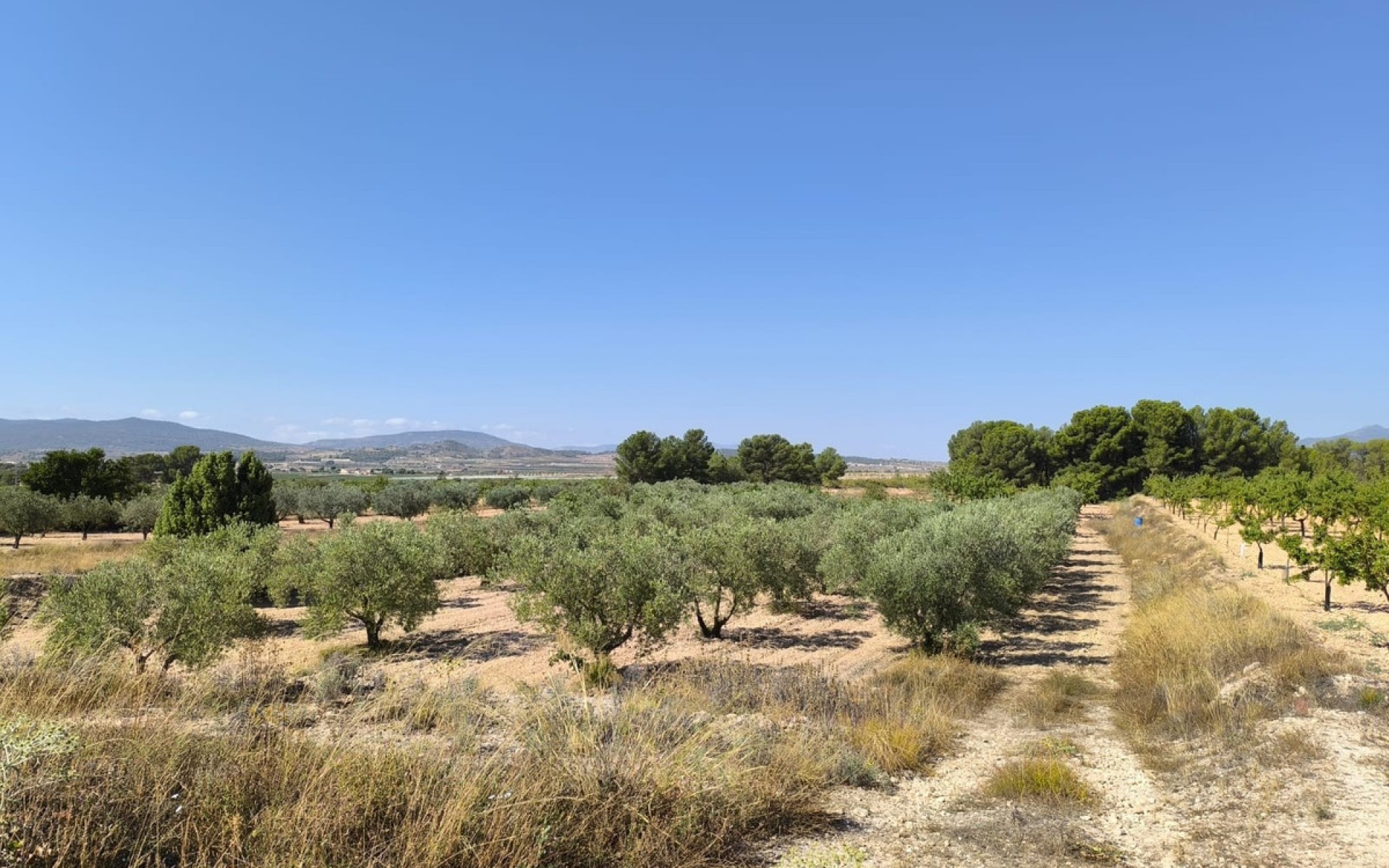 A Vendre - Terre - Monóvar - Monòver - Monóvar - Monòver Centro