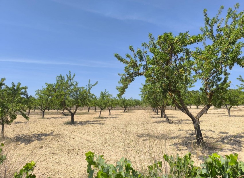 A Vendre - Terre - Monóvar - Monòver - Monóvar - Monòver Centro