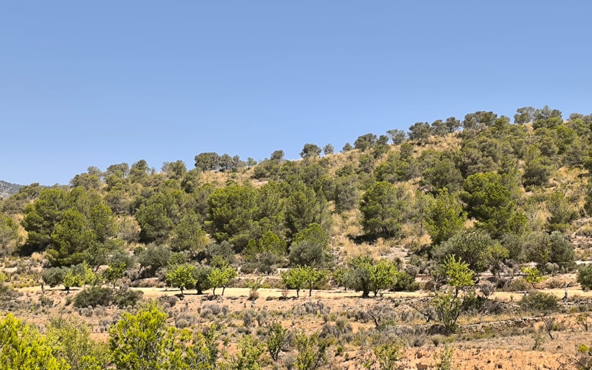 A Vendre - Terre - Monóvar - Monòver - Monóvar - Monòver Centro