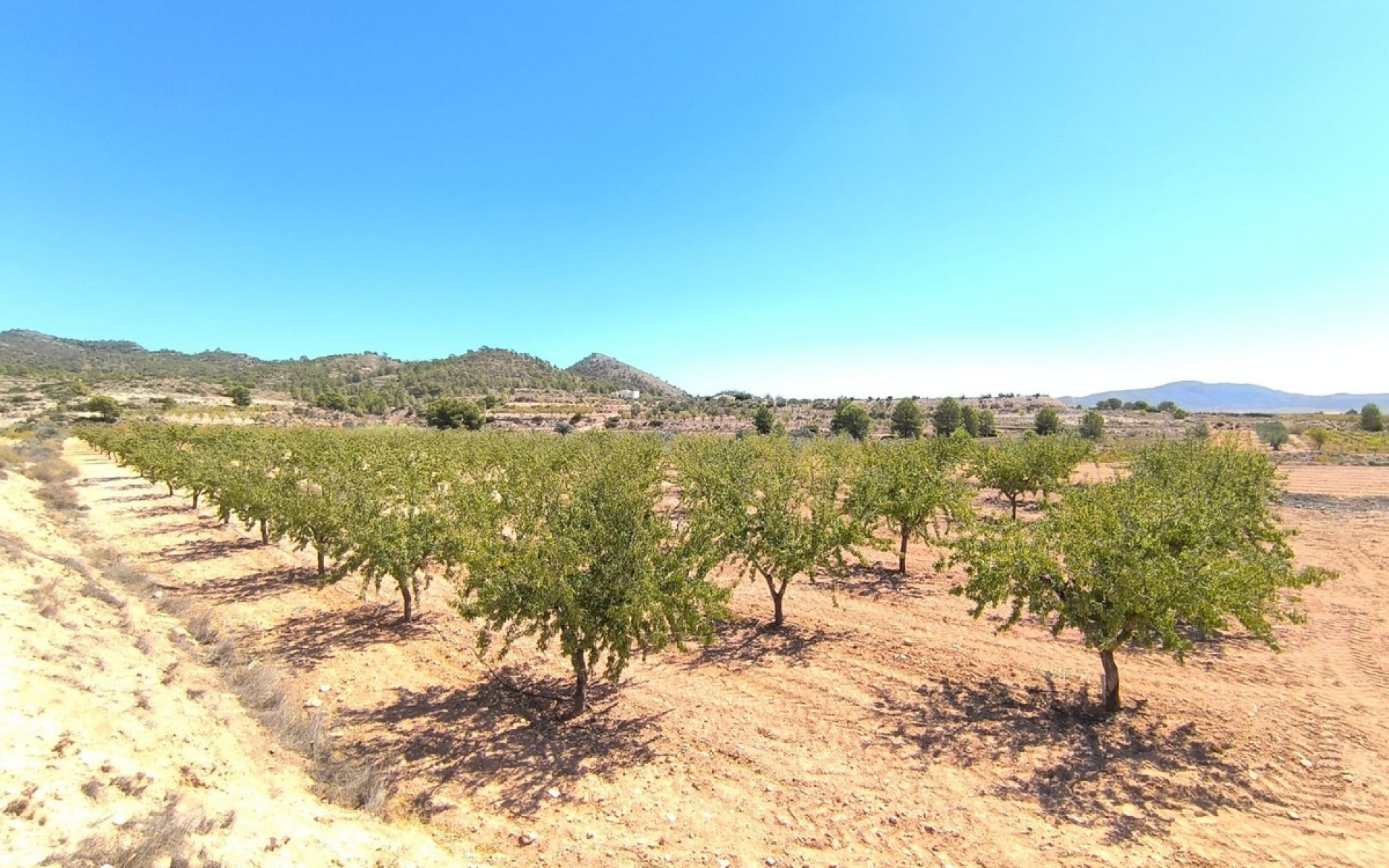 A Vendre - Terre - Monóvar - Monòver - Monóvar - Monòver Centro