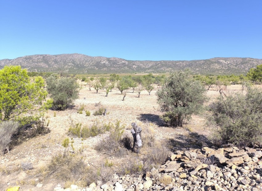 A Vendre - Terre - Monóvar - Monòver - Monóvar - Monòver Centro