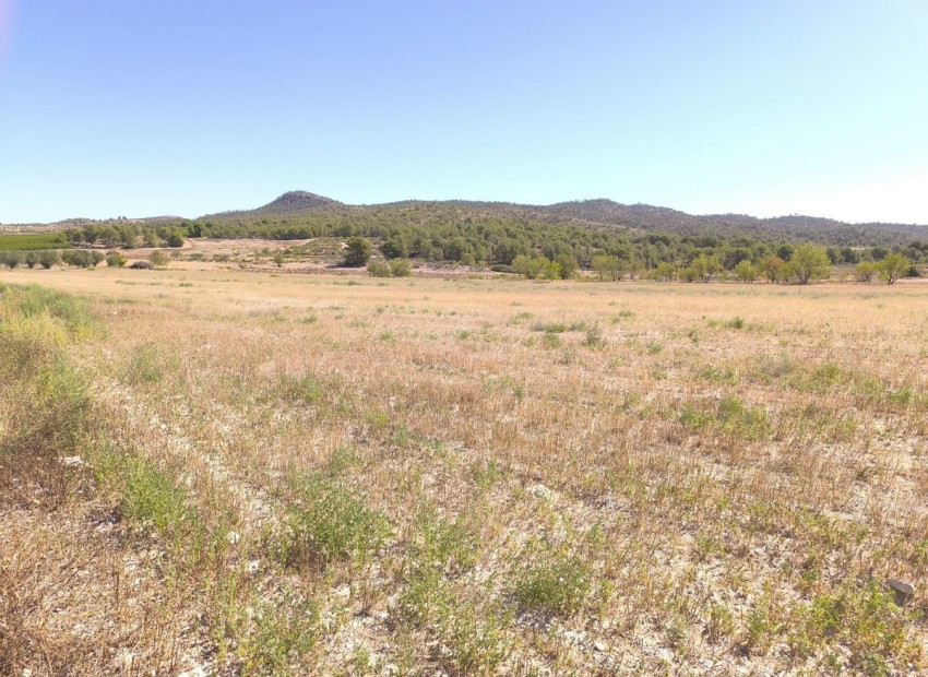 A Vendre - Terre - Monóvar - Monòver - Monóvar - Monòver Centro