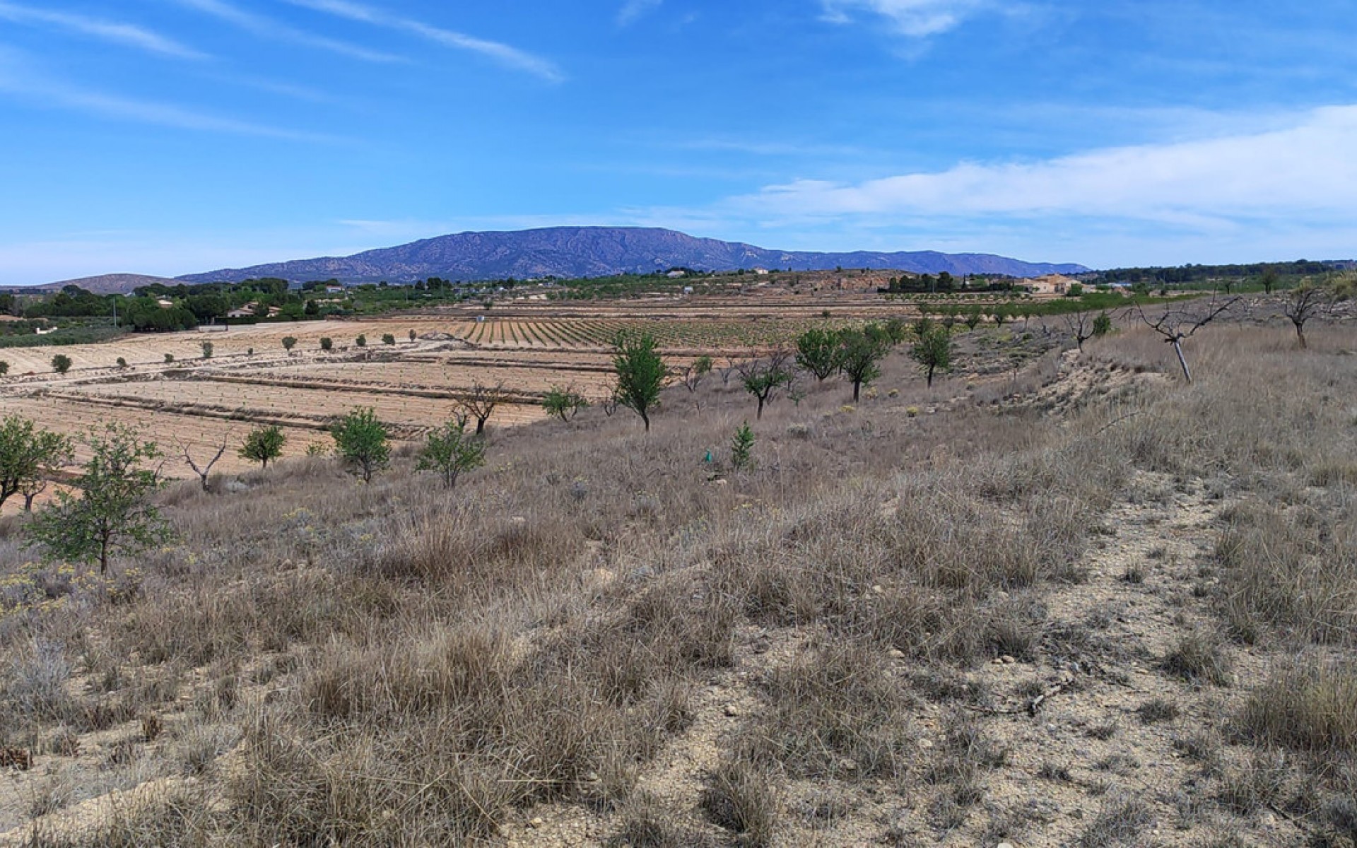 A Vendre - Terre - Pinoso - Pinoso Centro