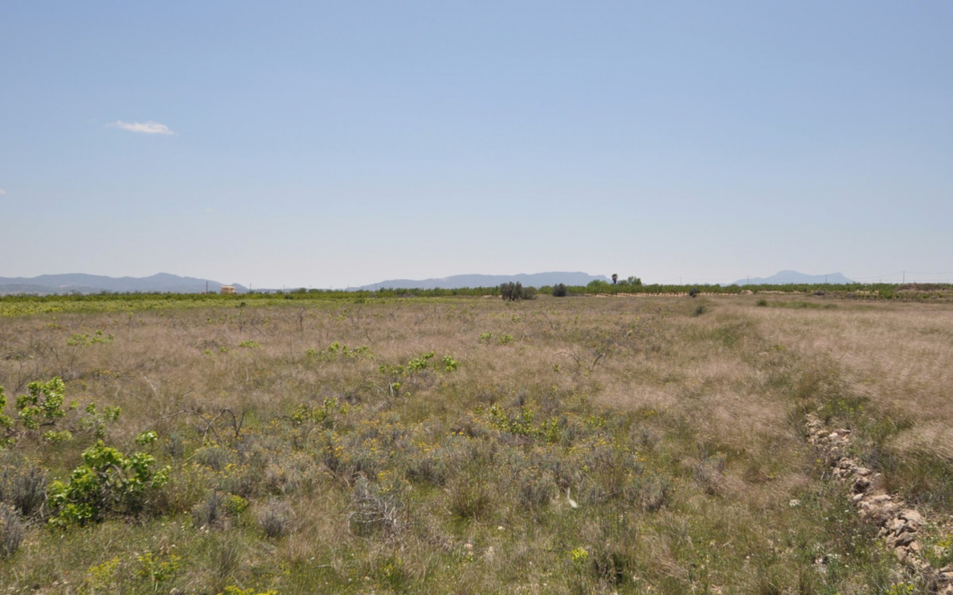 A Vendre - Terre - Pinoso - Pinoso Centro