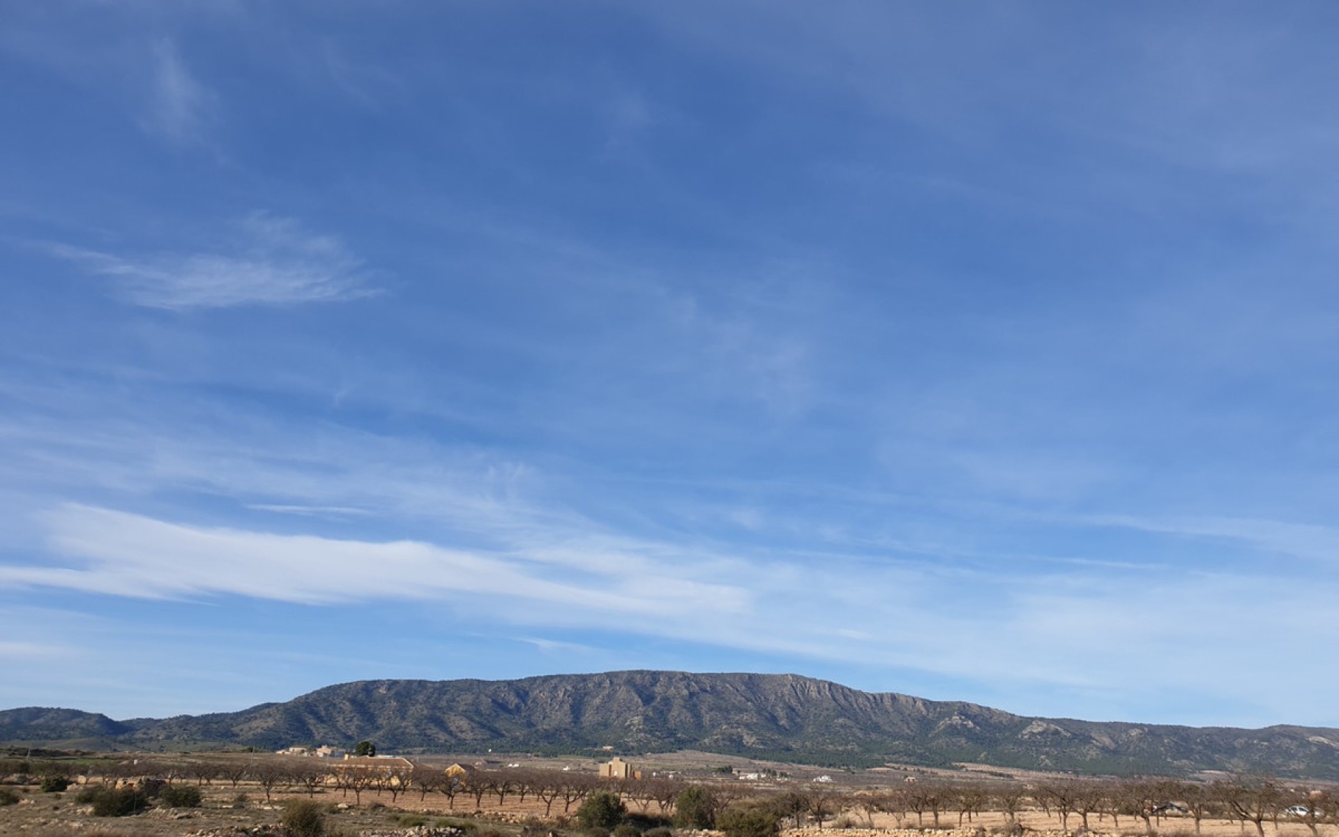 A Vendre - Terre - Pinoso - Pinoso Centro