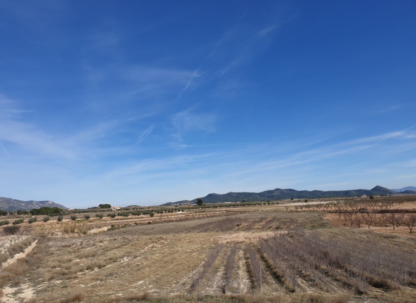A Vendre - Terre - Pinoso - Pinoso Centro