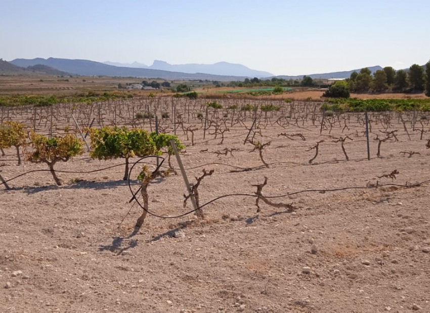 A Vendre - Terre - Pinoso - Pinoso Centro
