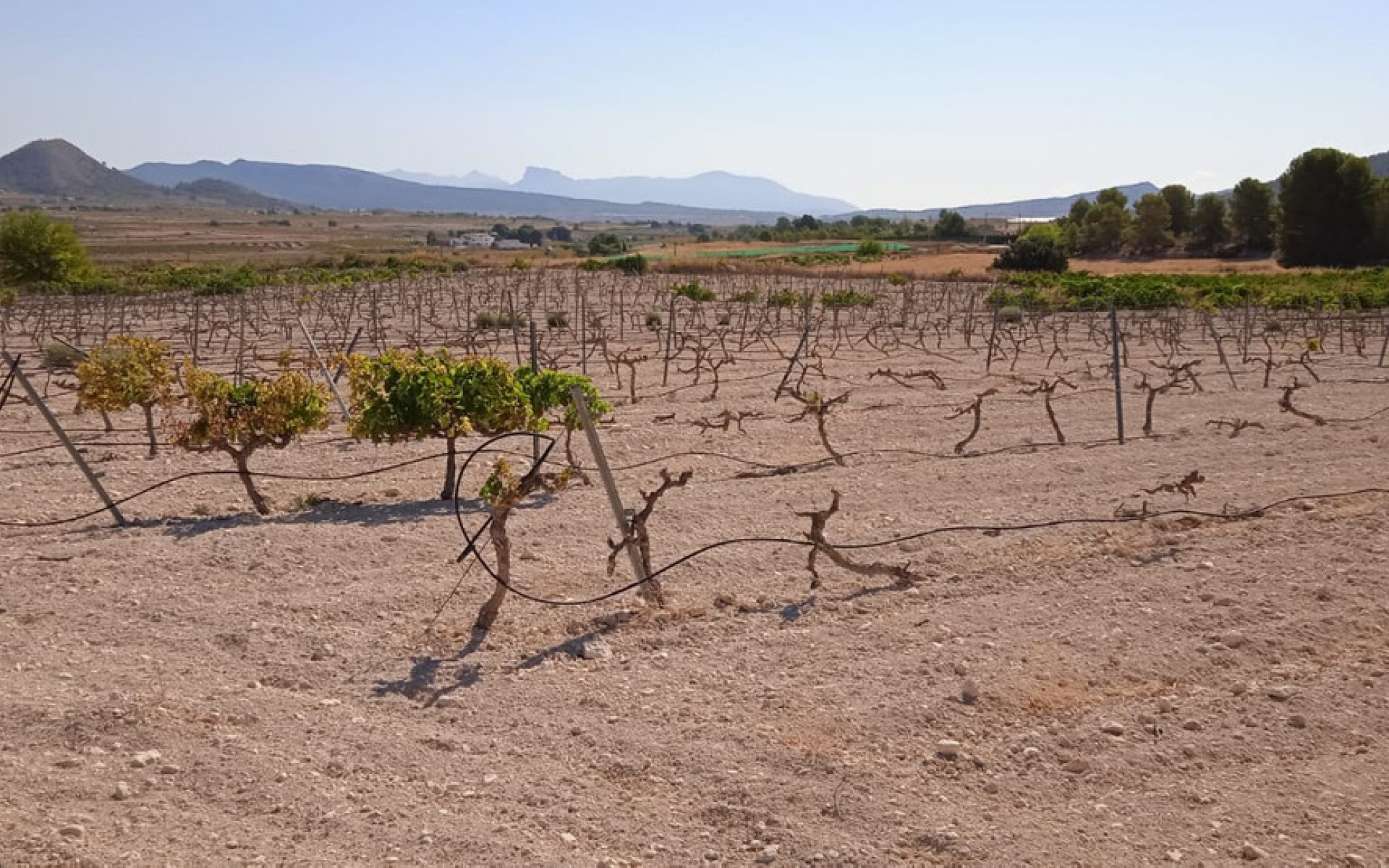 A Vendre - Terre - Pinoso - Pinoso Centro