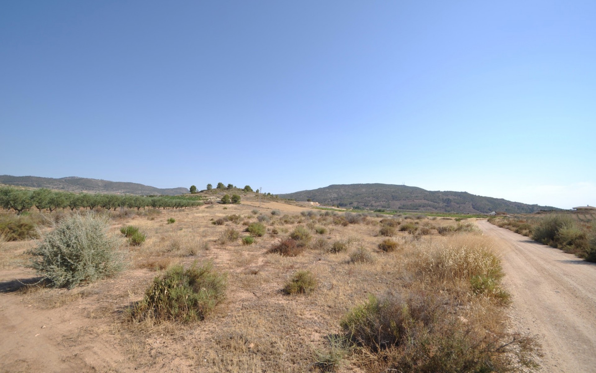 A Vendre - Terre - Pinoso - Pinoso Centro