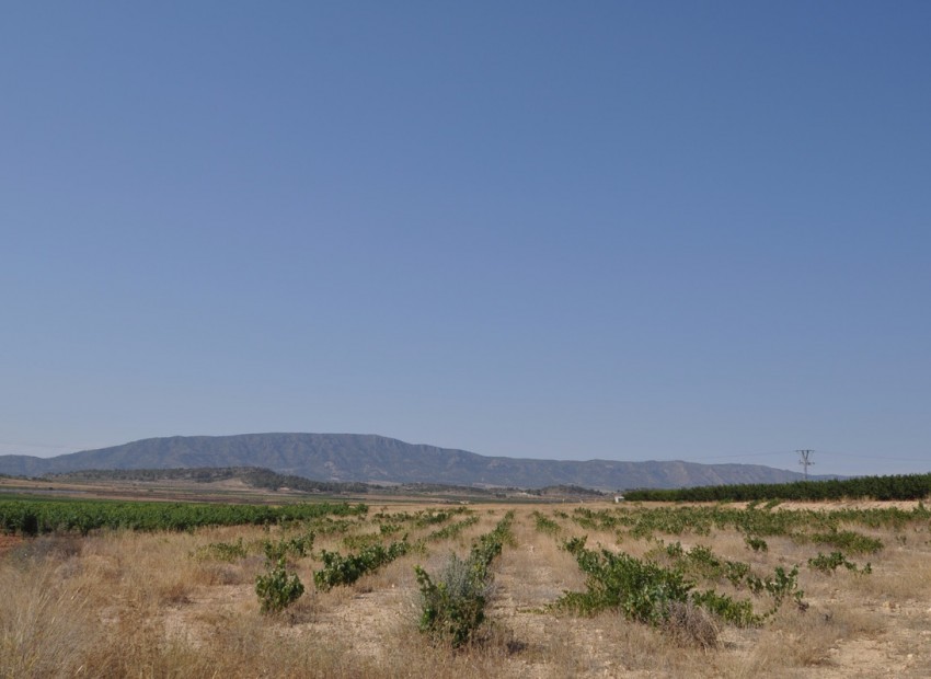 A Vendre - Terre - Pinoso - Pinoso Centro