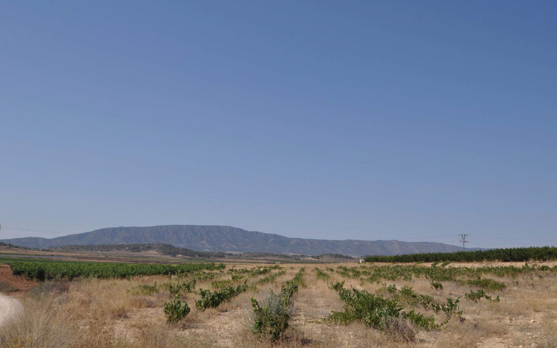 A Vendre - Terre - Pinoso - Pinoso Centro