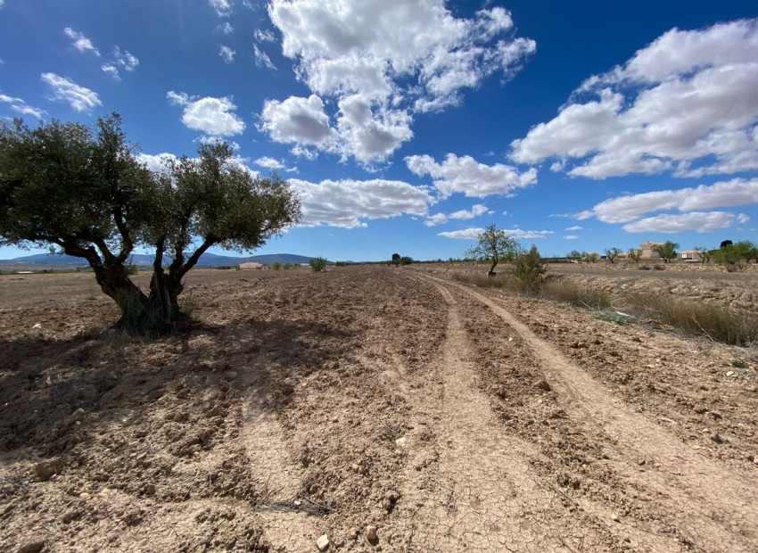 A Vendre - Terre - Pinoso - Pinoso Centro