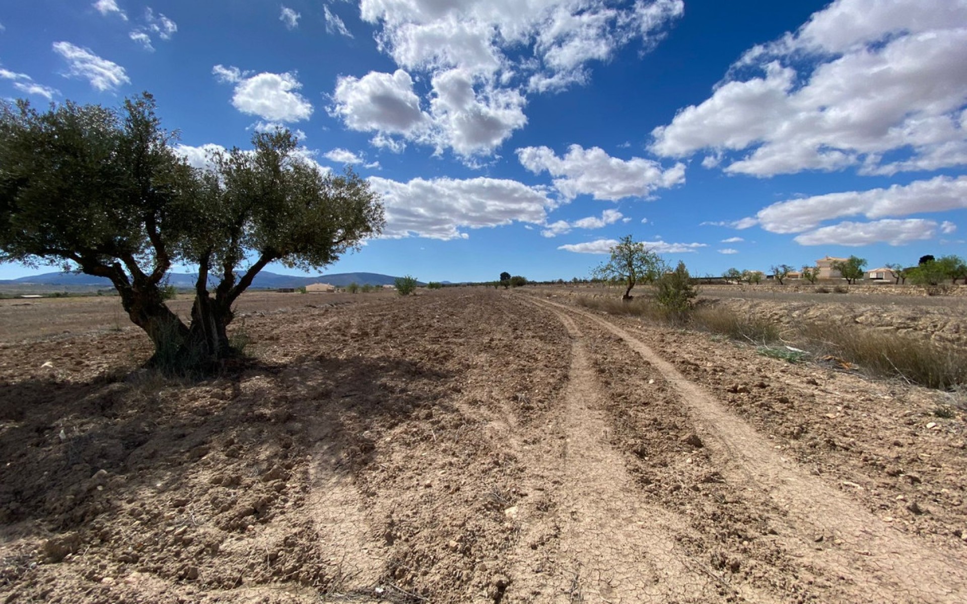A Vendre - Terre - Pinoso - Pinoso Centro