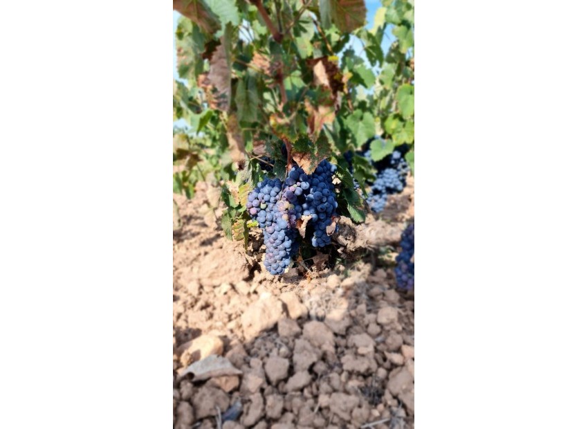 A Vendre - Terre - Pinoso - Pinoso Centro