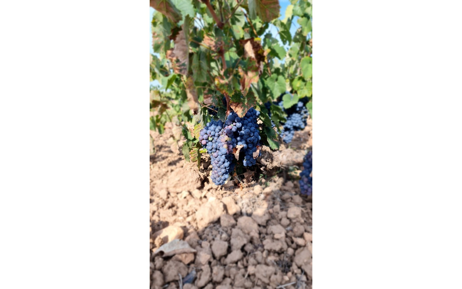 A Vendre - Terre - Pinoso - Pinoso Centro