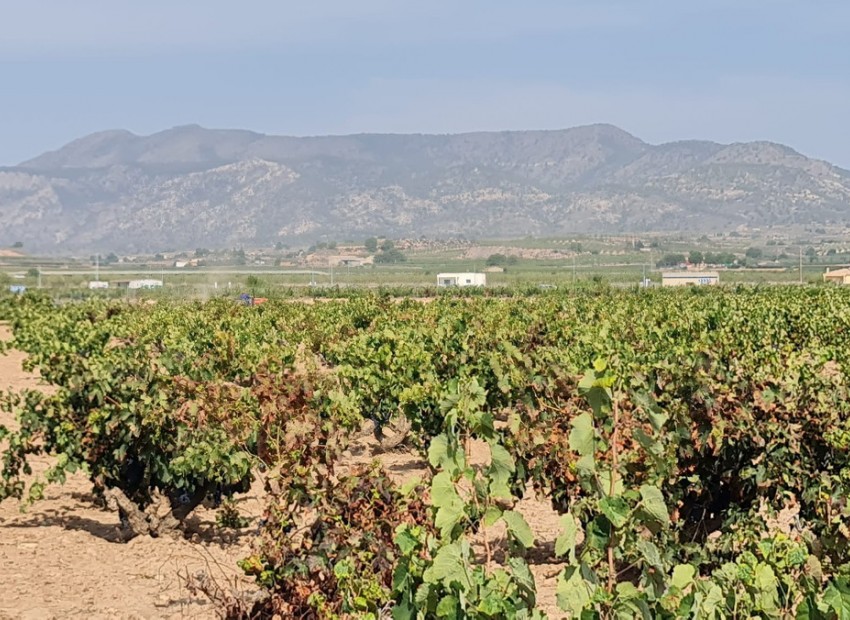 A Vendre - Terre - Pinoso - Pinoso Centro