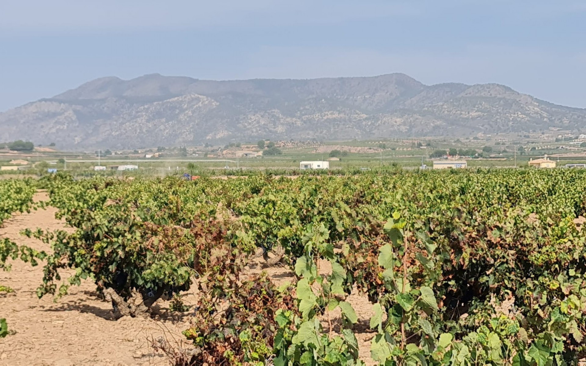 A Vendre - Terre - Pinoso - Pinoso Centro