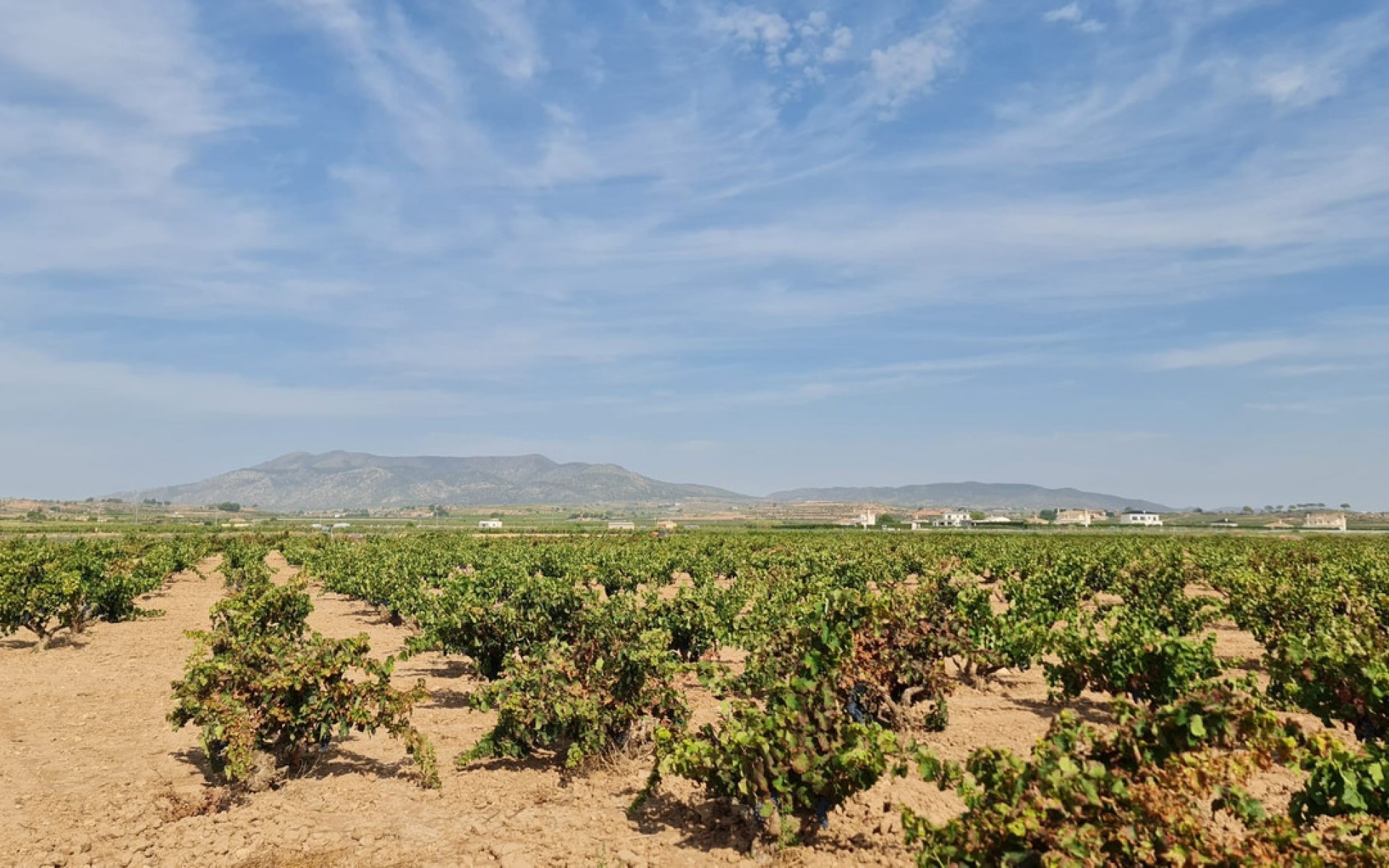A Vendre - Terre - Pinoso - Pinoso Centro
