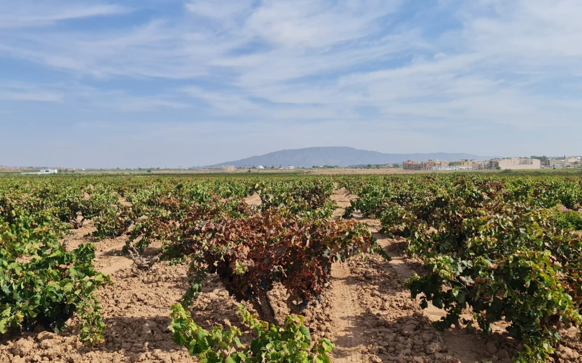 A Vendre - Terre - Pinoso - Pinoso Centro