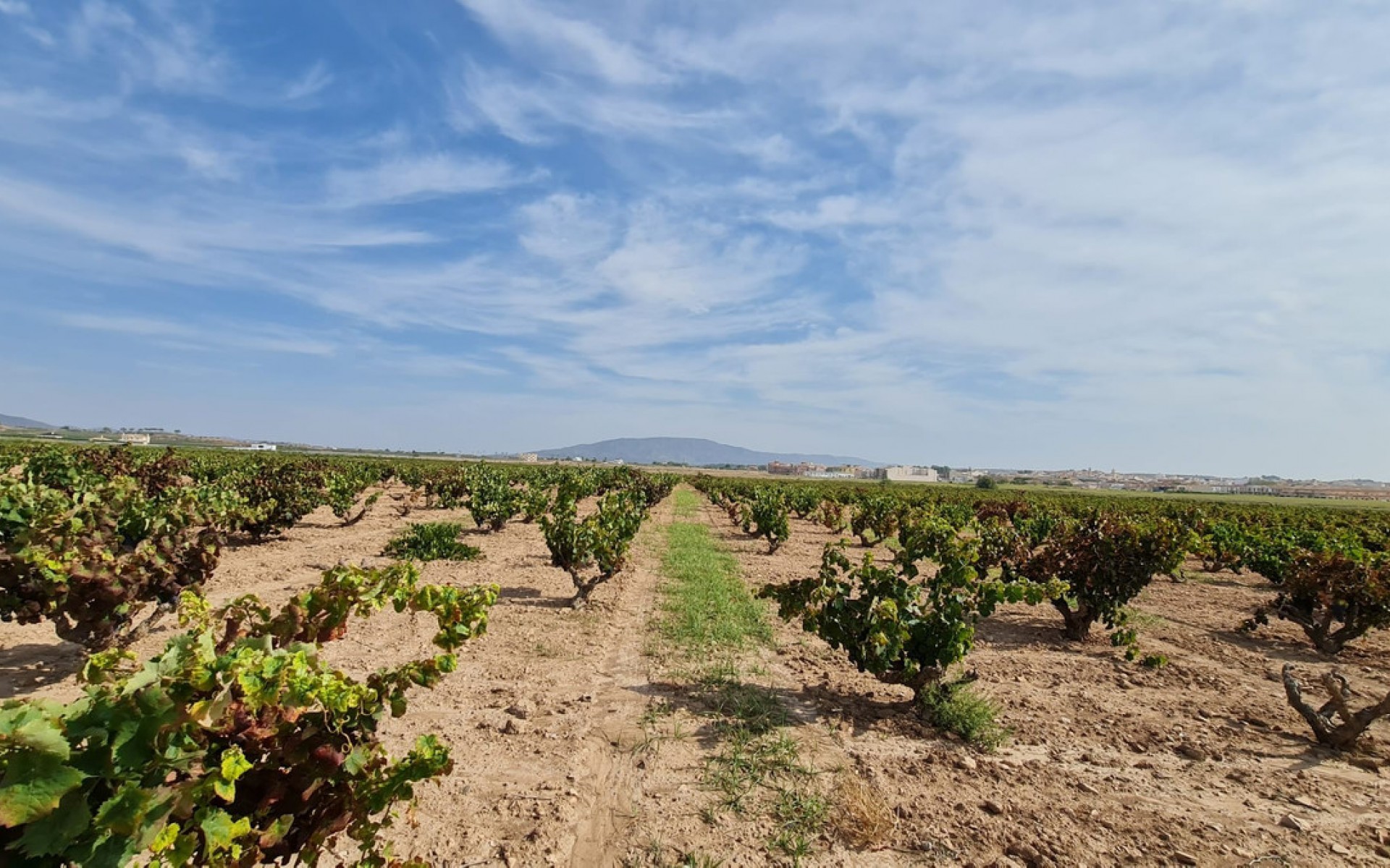 A Vendre - Terre - Pinoso - Pinoso Centro