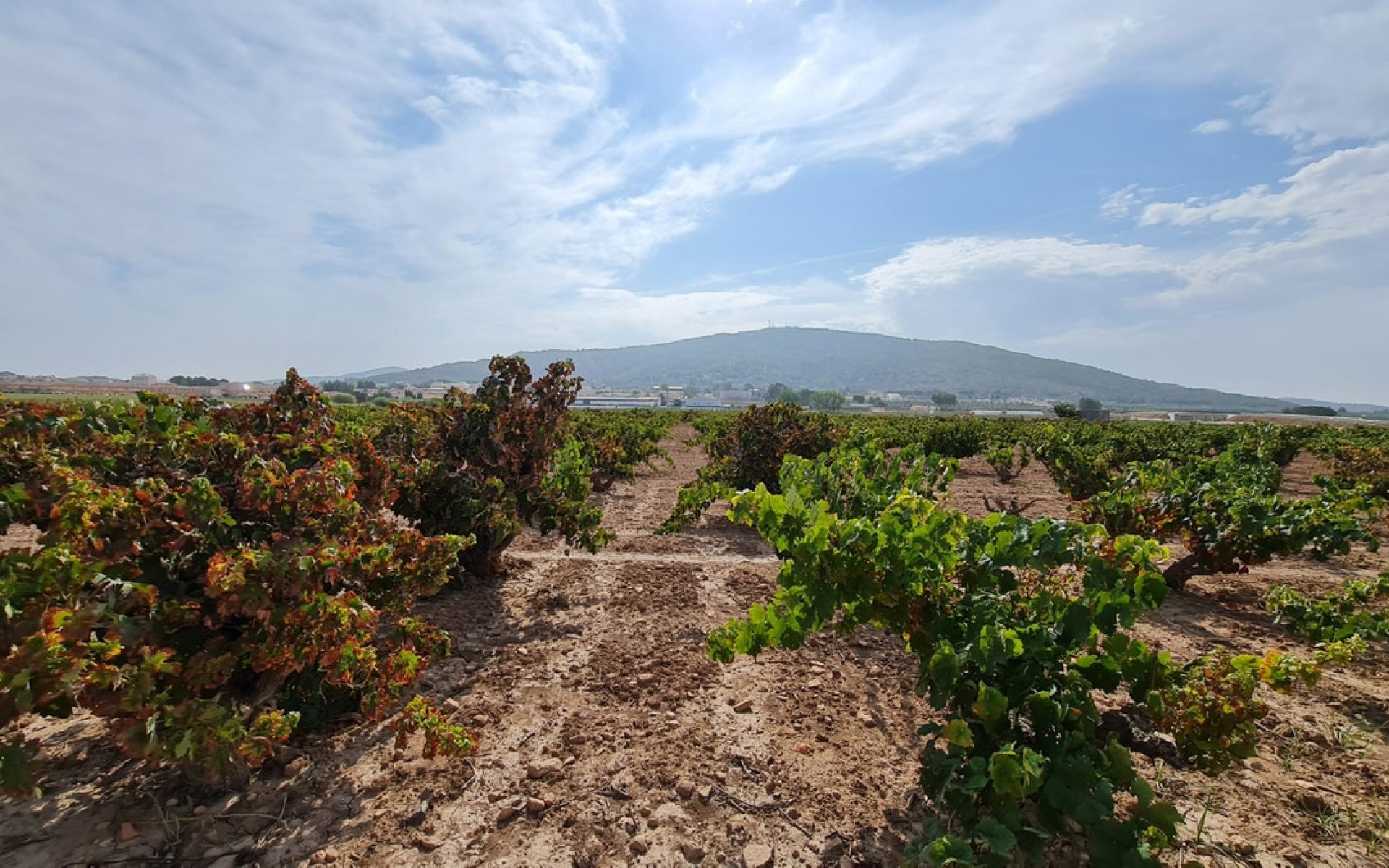 A Vendre - Terre - Pinoso - Pinoso Centro