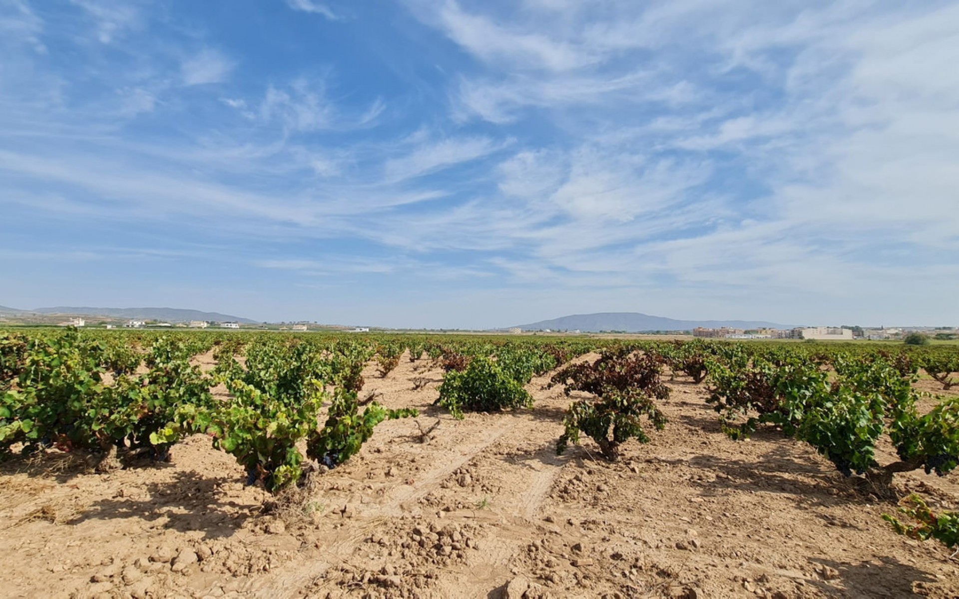 A Vendre - Terre - Pinoso - Pinoso Centro
