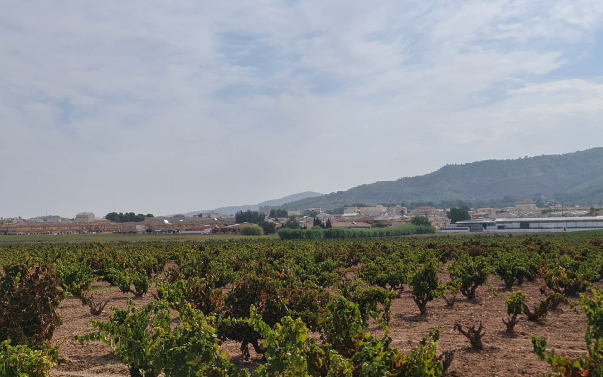 A Vendre - Terre - Pinoso - Pinoso Centro