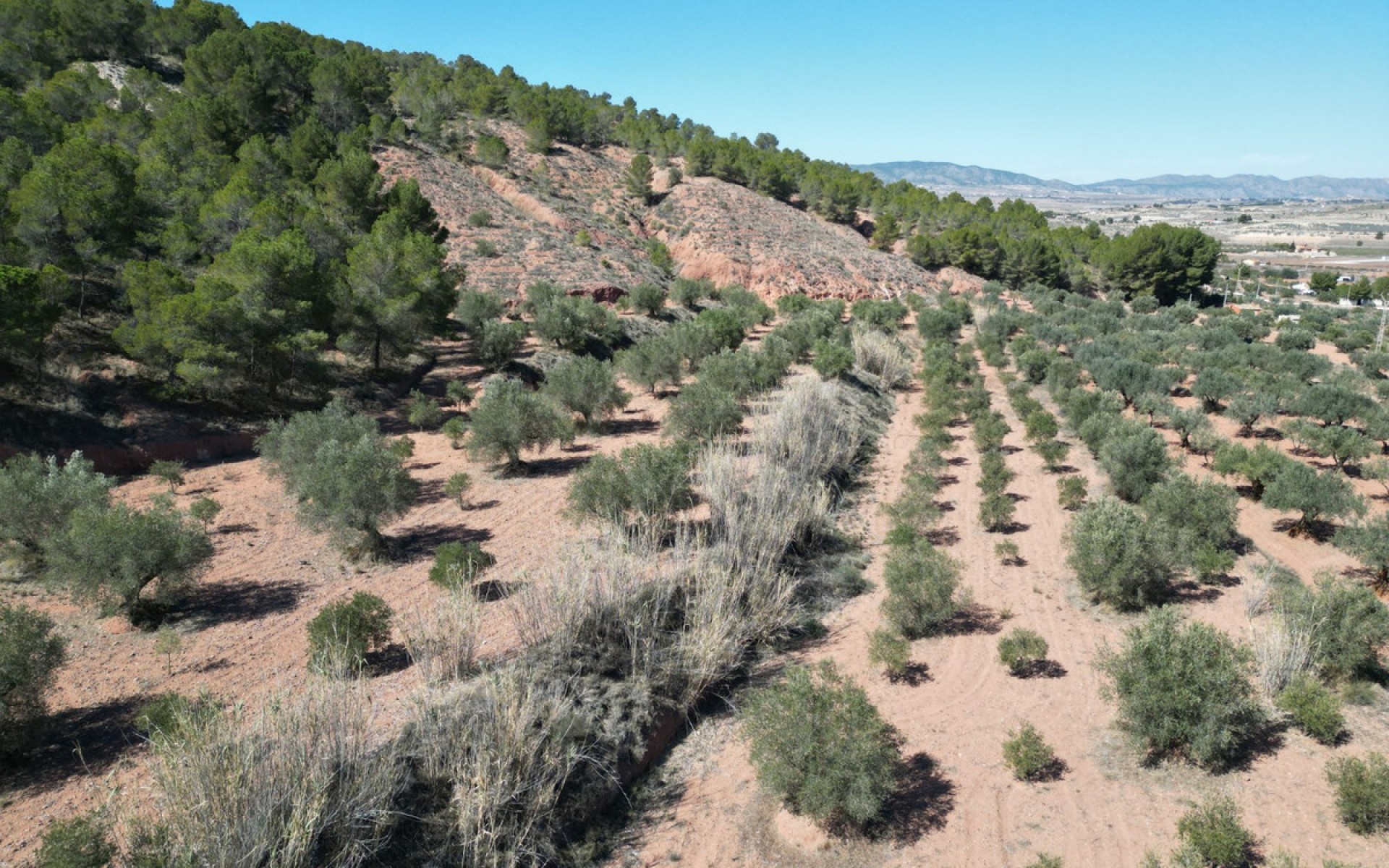 A Vendre - Terre - Pinoso - Pinoso Centro