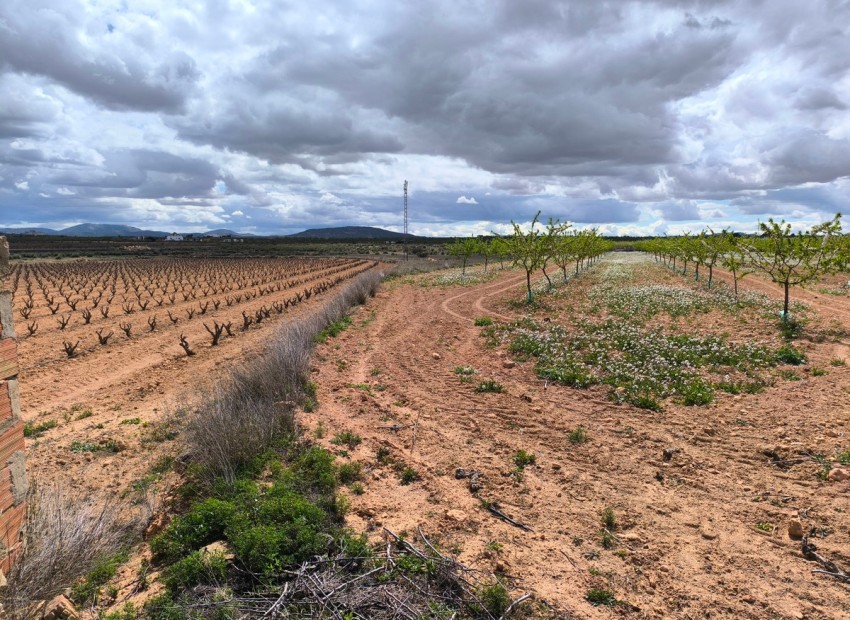 A Vendre - Terre - Pinoso - Pinoso Centro