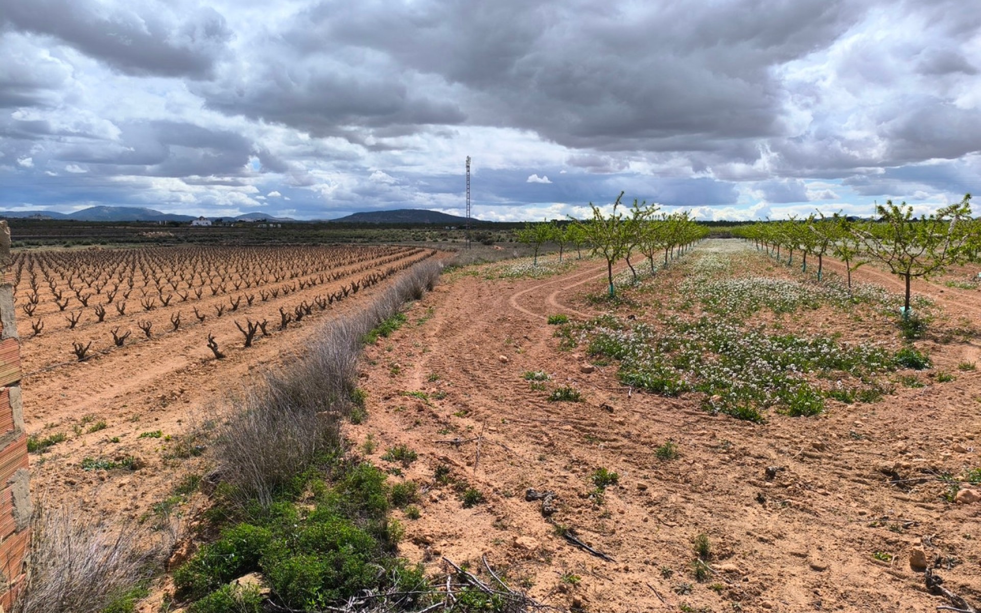 A Vendre - Terre - Pinoso - Pinoso Centro