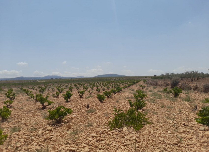 A Vendre - Terre - Pinoso - Pinoso Centro