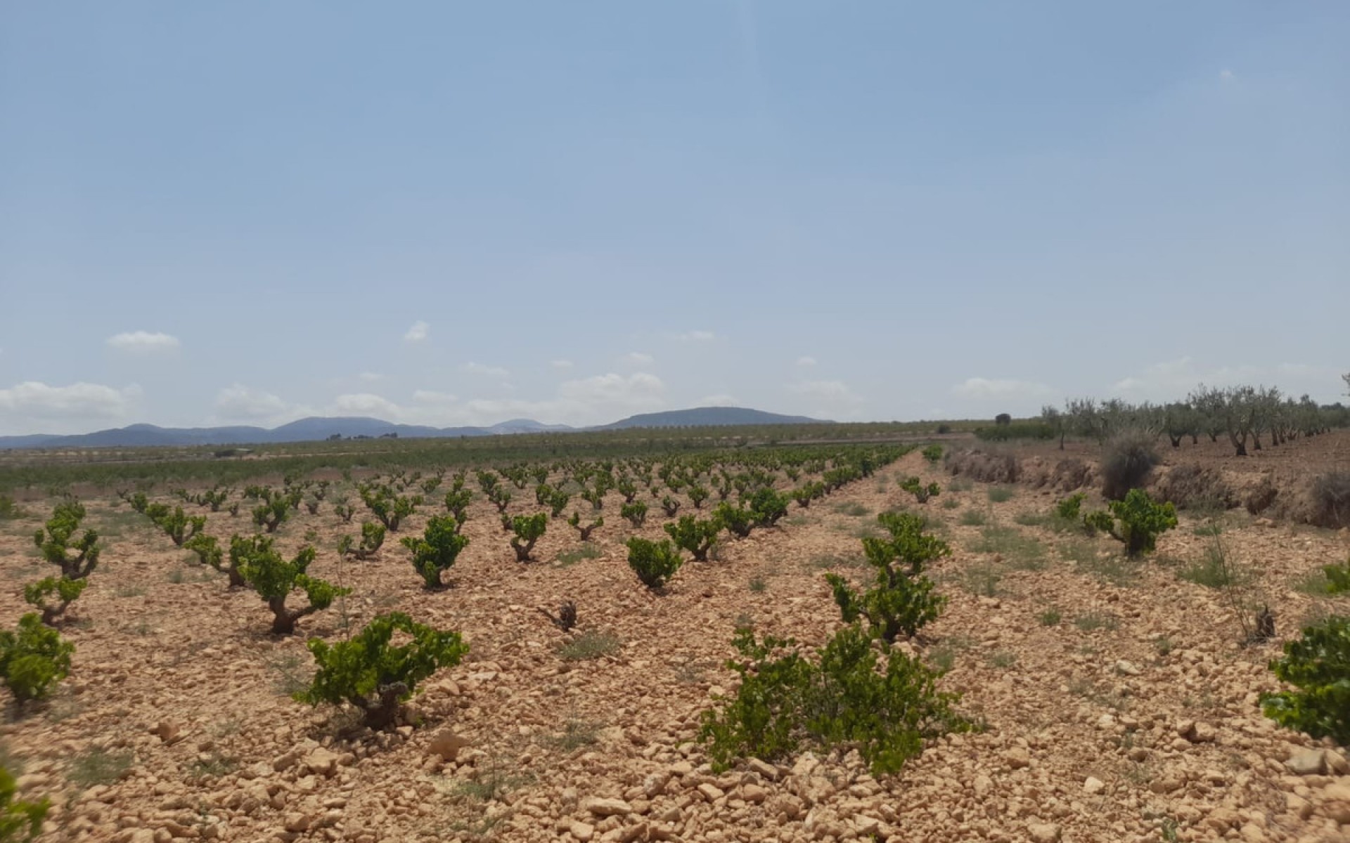 A Vendre - Terre - Pinoso - Pinoso Centro