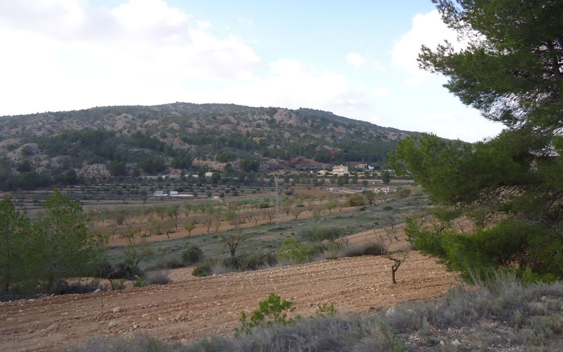 A Vendre - Terre - Pinoso - Pinoso Centro