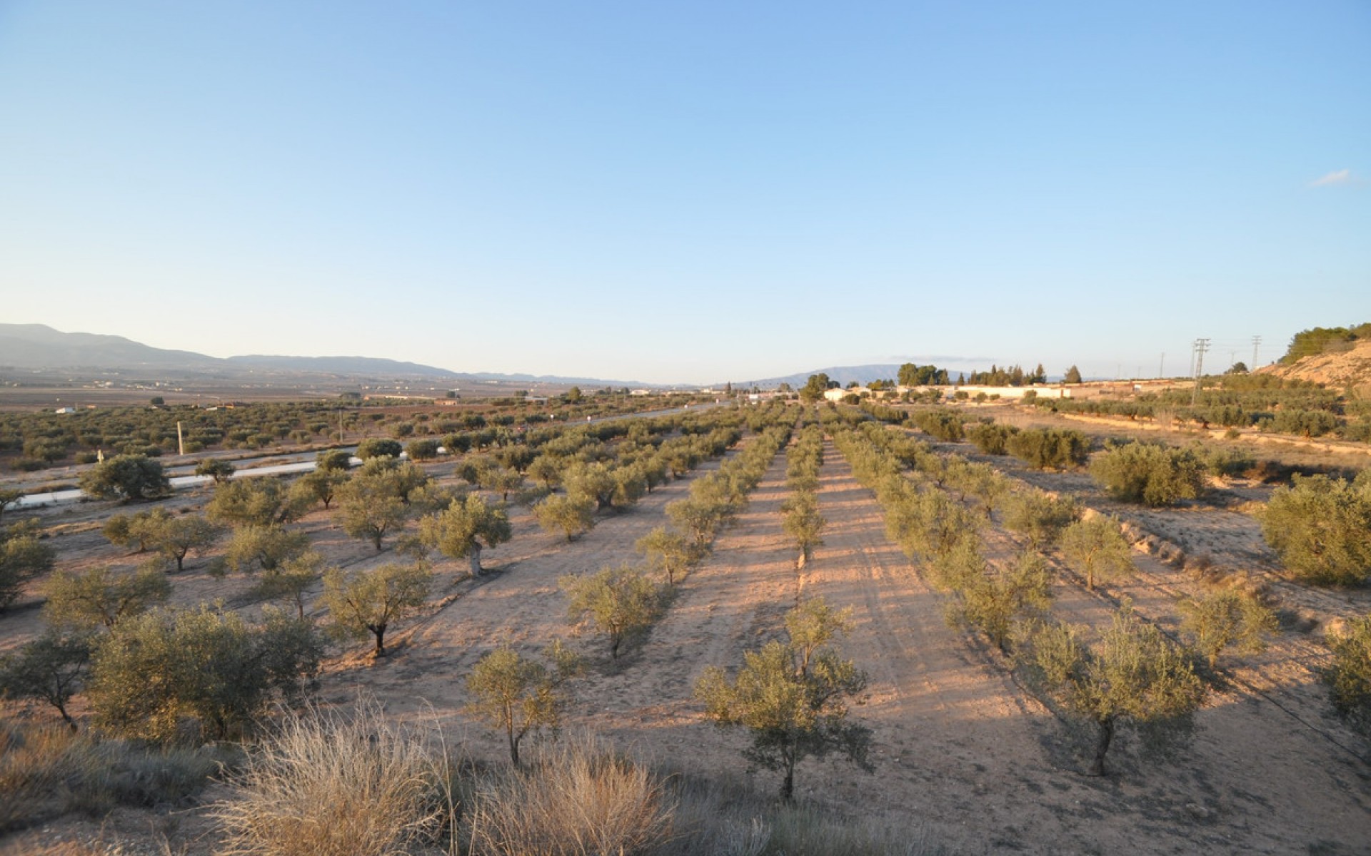 A Vendre - Terre - Pinoso - Pinoso Centro
