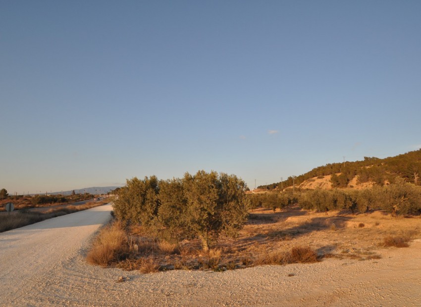 A Vendre - Terre - Pinoso - Pinoso Centro