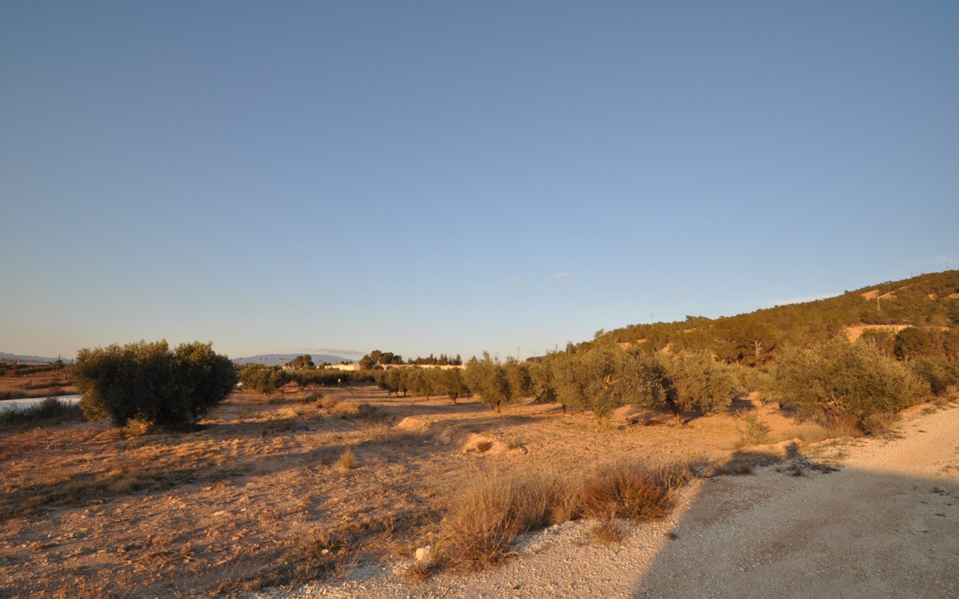 A Vendre - Terre - Pinoso - Pinoso Centro