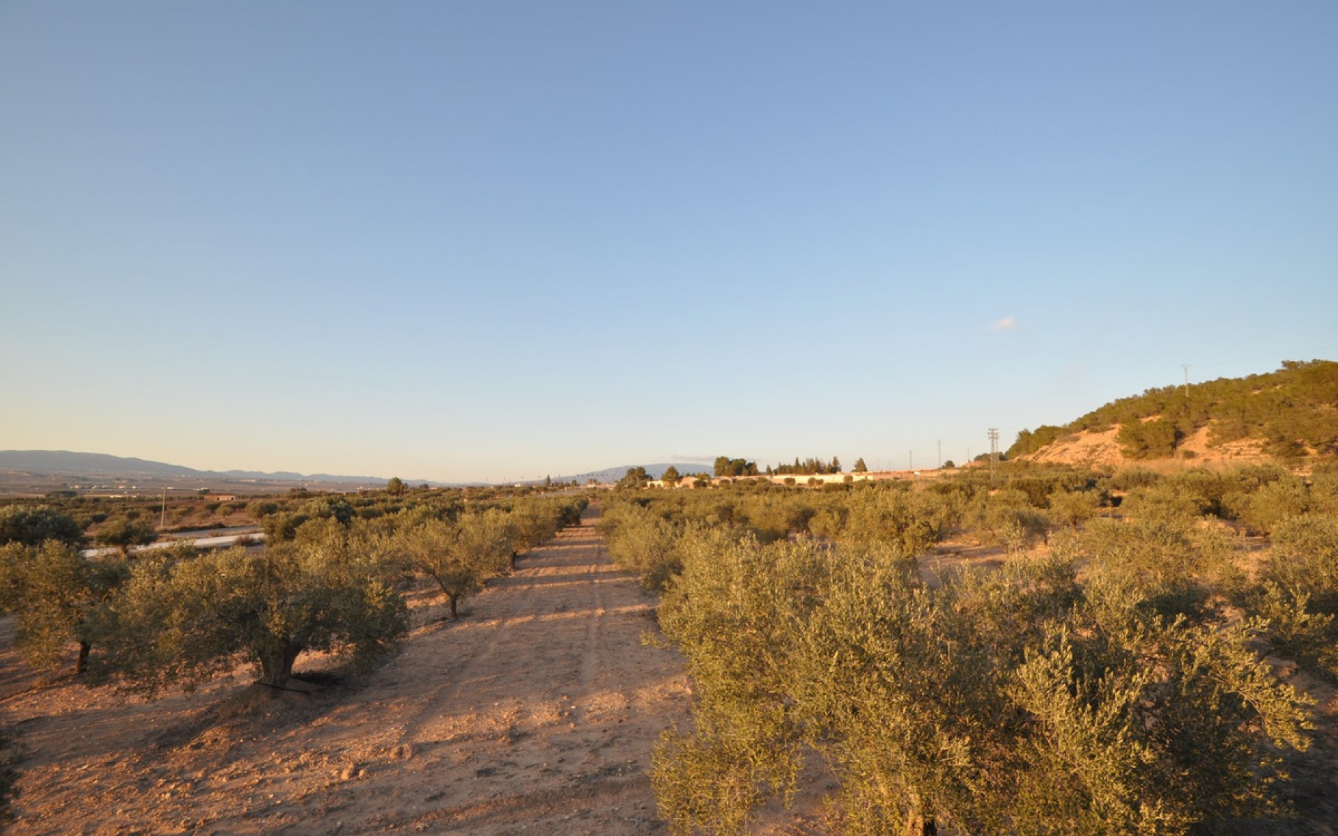 A Vendre - Terre - Pinoso - Pinoso Centro