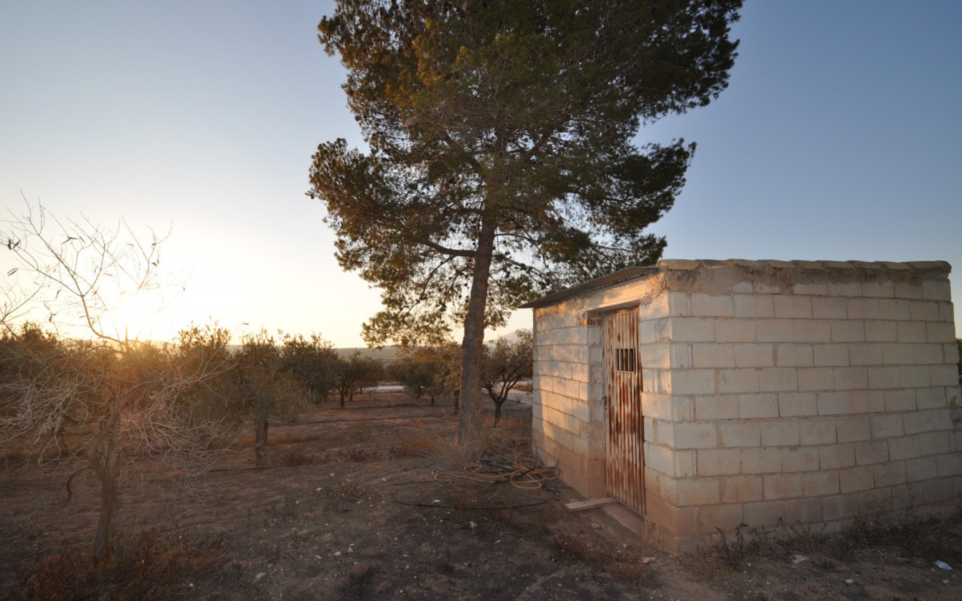 A Vendre - Terre - Pinoso - Pinoso Centro