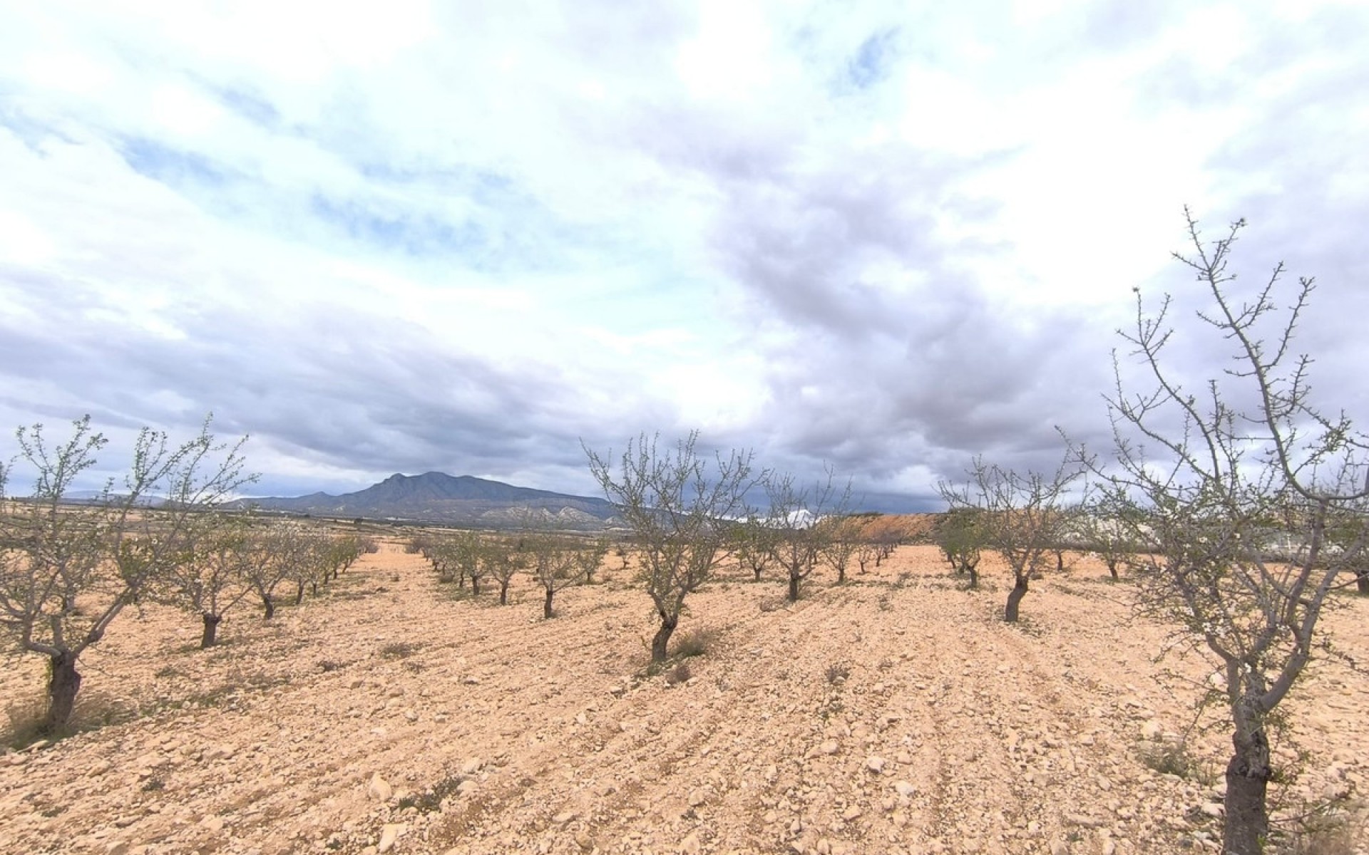 A Vendre - Terre - Pinoso - Pinoso Centro