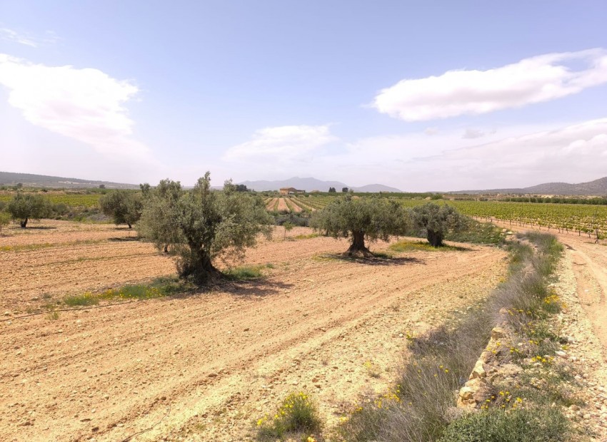 A Vendre - Terre - Pinoso - Pinoso Centro