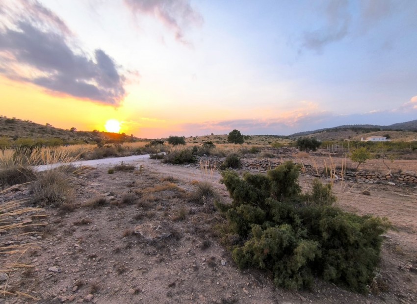 A Vendre - Terre - Pinoso - Pinoso Centro