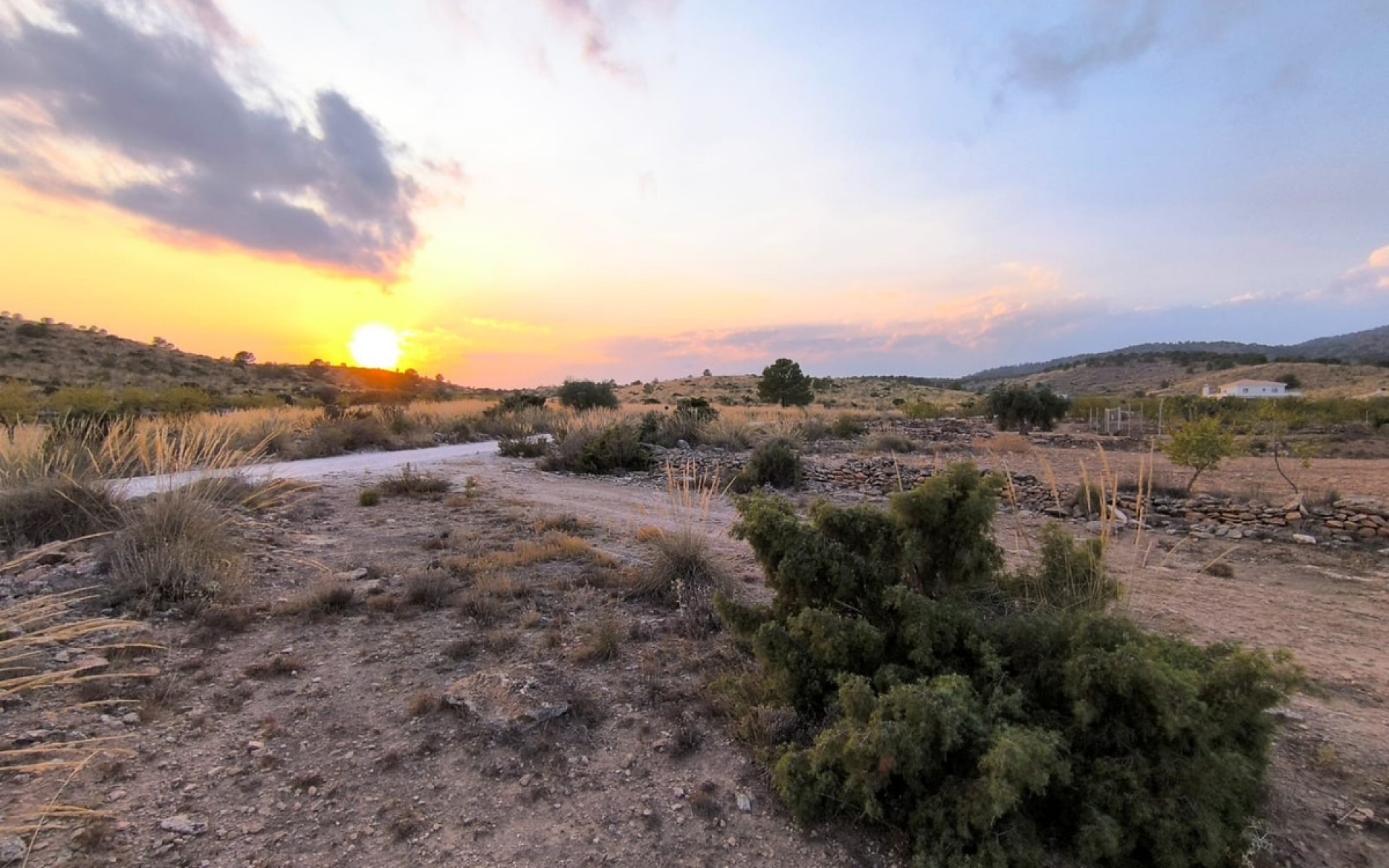 A Vendre - Terre - Pinoso - Pinoso Centro