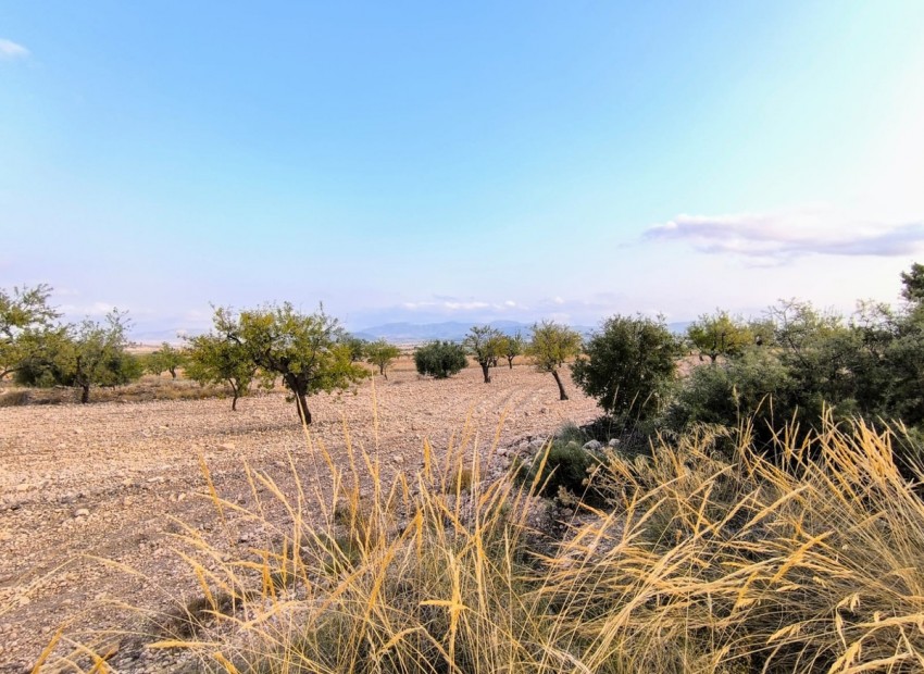 A Vendre - Terre - Pinoso - Pinoso Centro