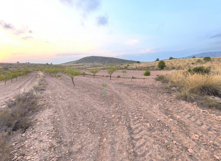 A Vendre - Terre - Pinoso - Pinoso Centro