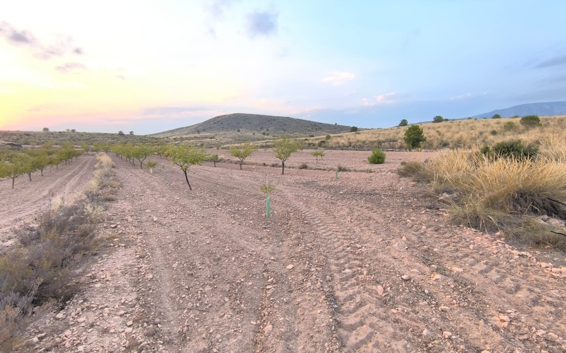 A Vendre - Terre - Pinoso - Pinoso Centro