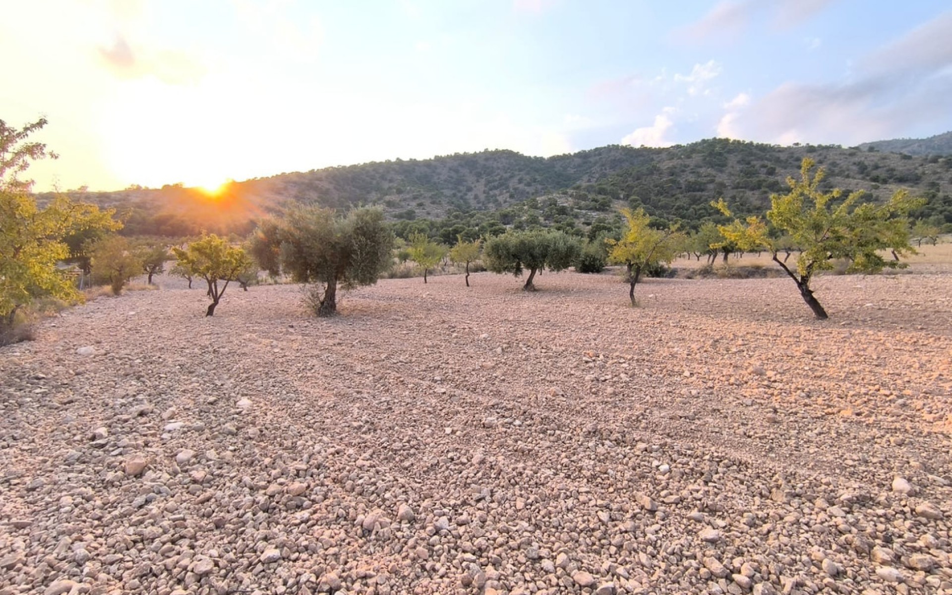 A Vendre - Terre - Pinoso - Pinoso Centro