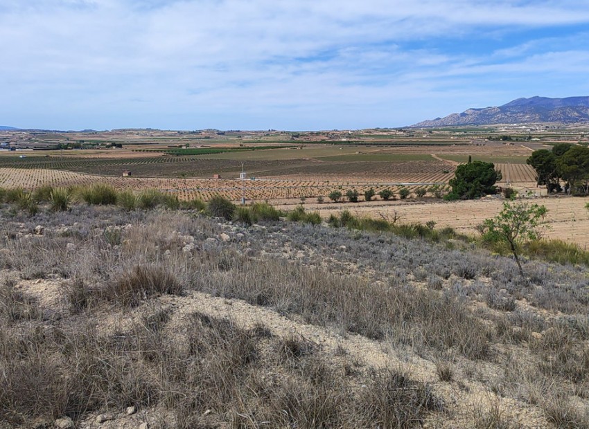 A Vendre - Terre - Pinoso - Pinoso Centro